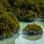 Mangrove trees