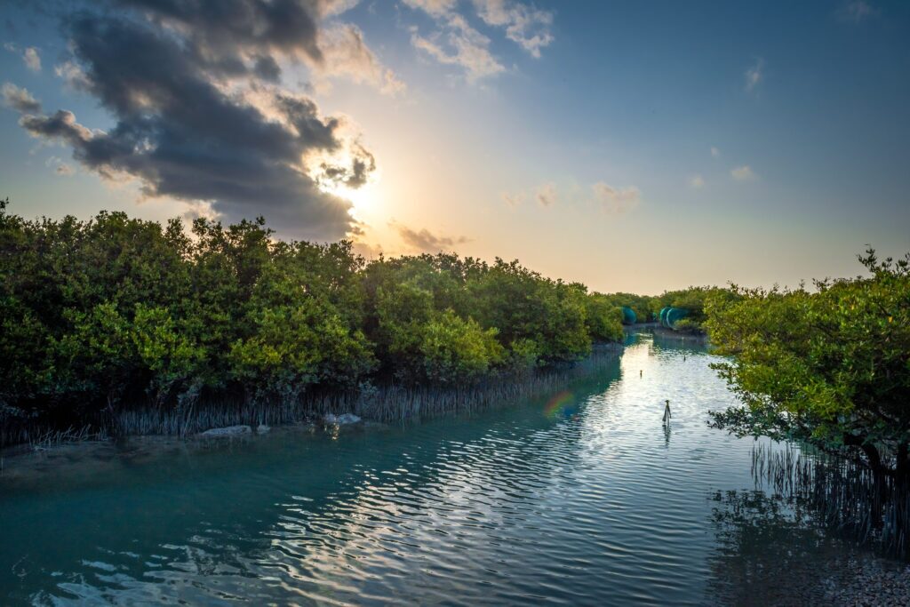 Mangrove day at EPD developed Eco Park