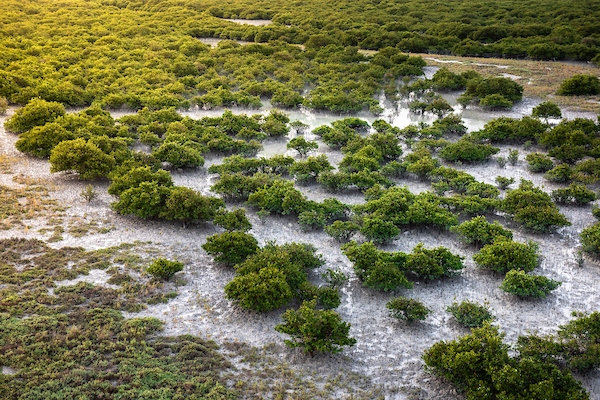 Mangrove day at EPD developed Eco Park