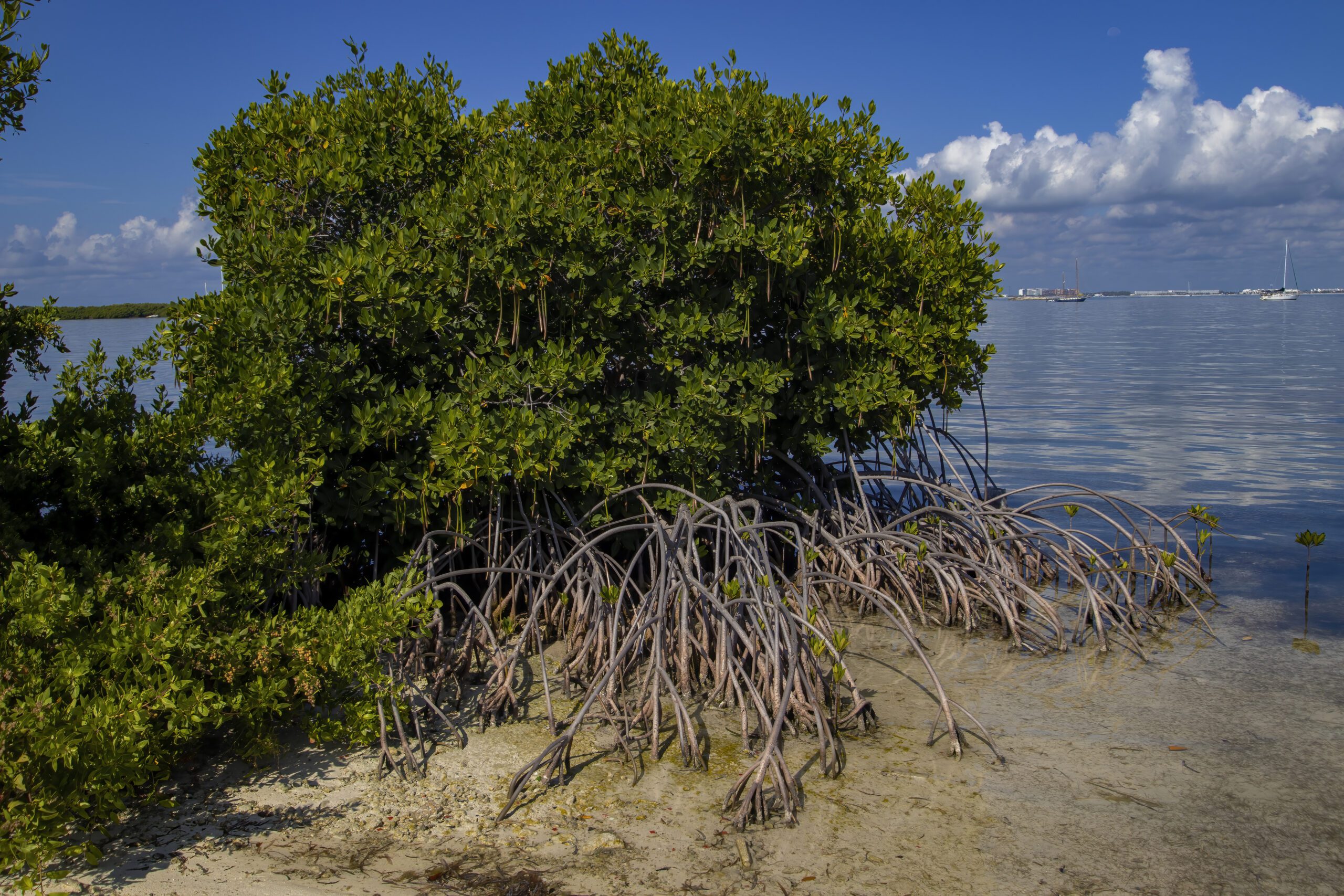 Mangroves on the coast of Isla Mujeres in Mexico.