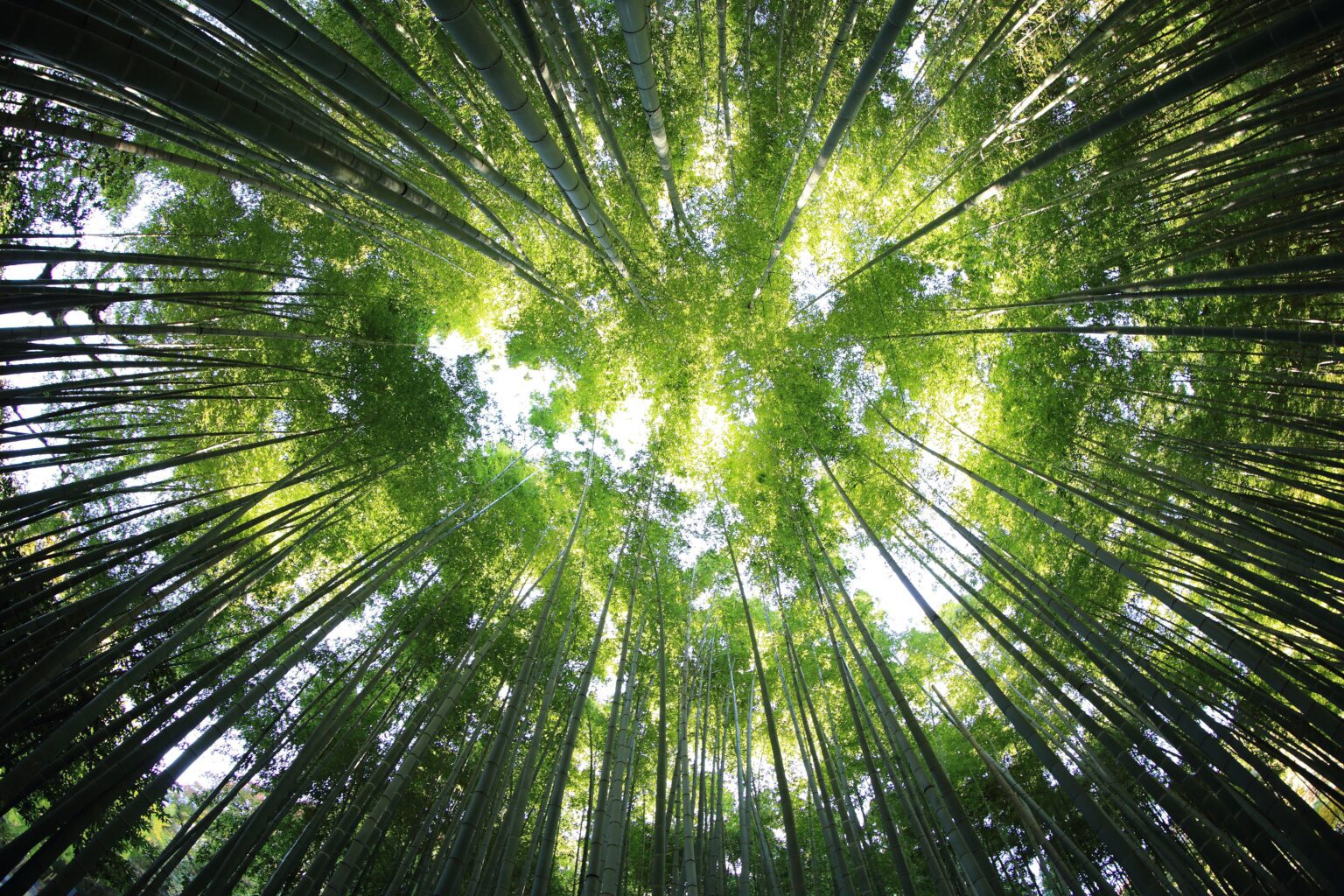 An image taken from the ground looking up towards the forest canopy of some very tall trees.