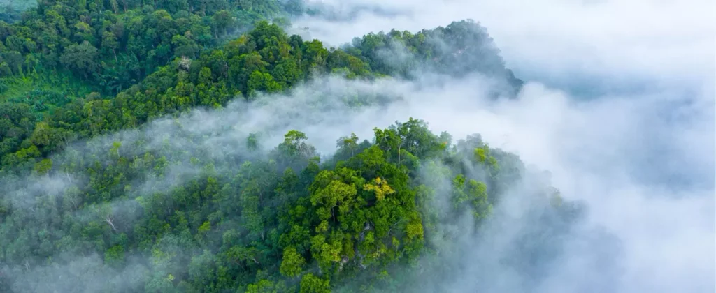 A view from above of a rainforest shrouded in mist.