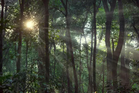 The sun filtering through trees in a forest.