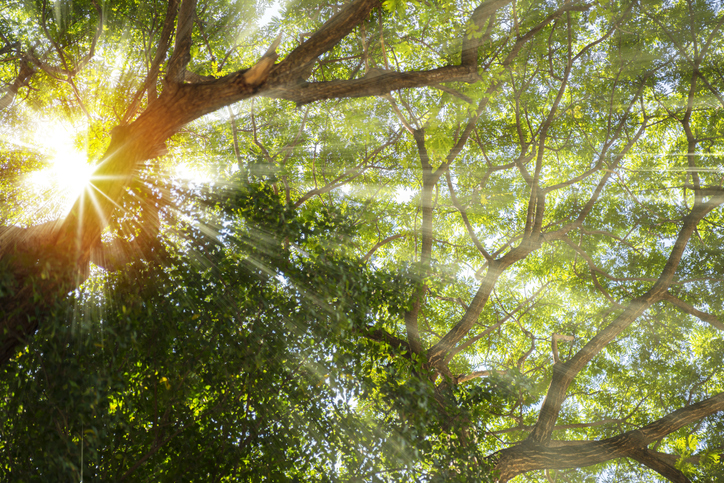 Landscape sun shines through the canopy of a beautiful tree. Green forest background in a sunny day.